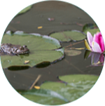 Picture  Standing-water.png